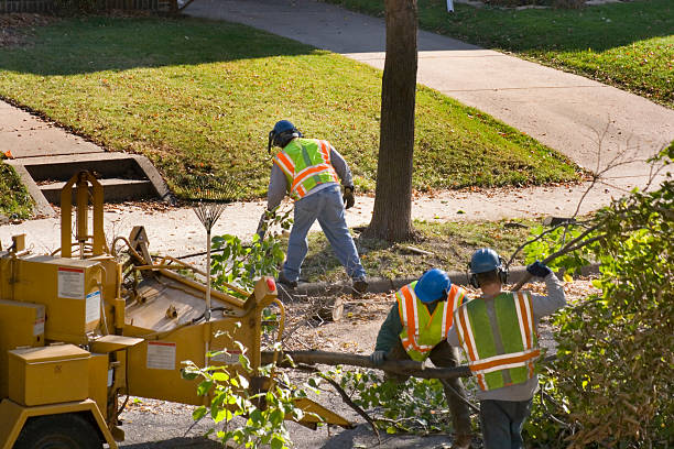 Best Tree Stump Removal  in Appleton City, MO